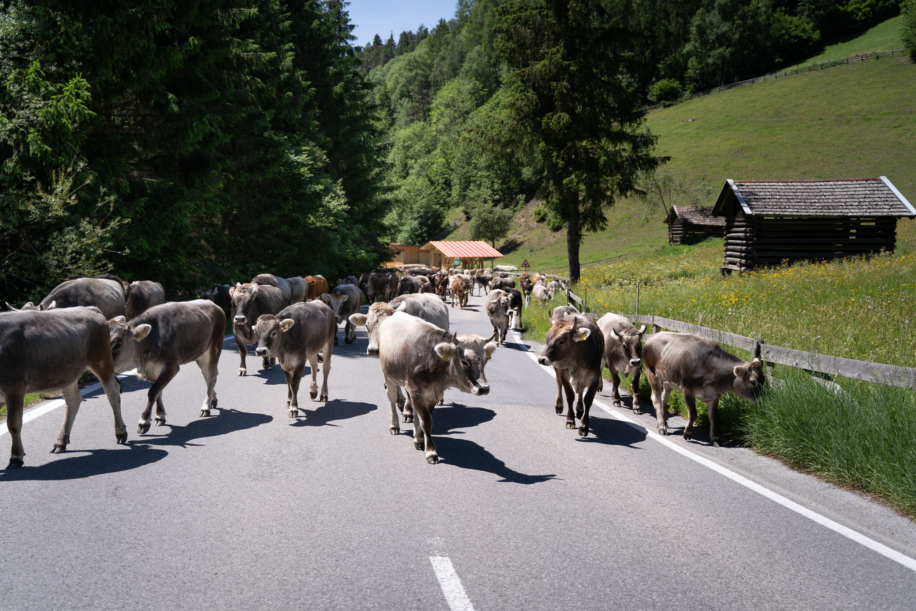 Hunderte Kühe setzen sich zugleich in Bewegung. Das Muhen ist ohrenbetäubend.