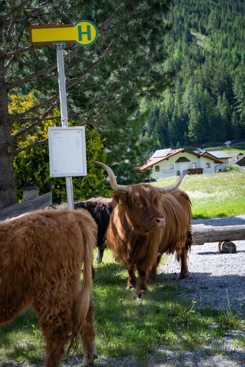 Austria&#39;s Next Topzottel: Schottische Hochlandrinder&nbsp;f&uuml;hlen sich auch im&nbsp;Kaunertal sehr wohl.&nbsp;